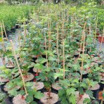 Kalina obyčajná (Viburnum Opulus) ´ROSEUM´ - výška 30-50 cm, C3L 